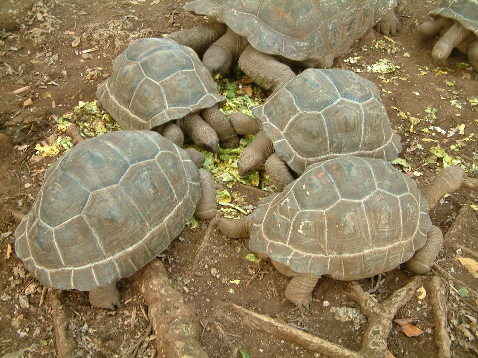 20040126   Zanzibar 109